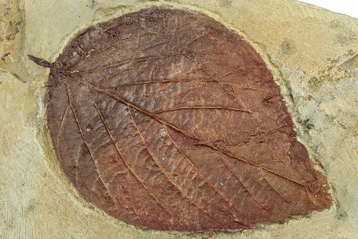 Detailed Fossil Leaf (Celtis) - Montana #305895